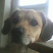 Dog love on My World.