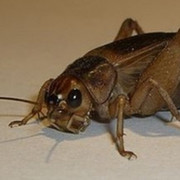 Юрий Cricket on My World.