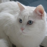 Николай Т-34-85 Власов on My World.