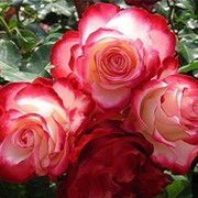Обл психический центр г Кызылорда ОЦПЗ on My World.