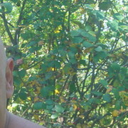 Николай Трифонов on My World.