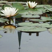 Ольга Никонова on My World.
