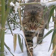 Наглый Кот on My World.
