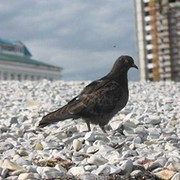 Александр Крючков on My World.